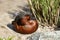 Full body of swimming male cinnamon teal duck