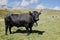 full body swiss black HÃ©rense fighting cow