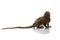 Full body and tail of Marmoset Callithricidae smallest monkey w
