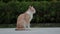Full body of thai domestic cat standing  outdoor
