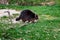 Full body of walking female dark brown common raccoon