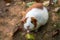 Full body of white-brown domestic guinea pig Cavia porcellus cavy in the garden