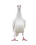 Full body of white feather pigeon bird isolated white background