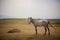 Full body of white horse standing in open meadow