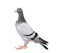 Full body of young pigeon bird isolate white background