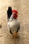 Full body of young plymouth rock rooster Barred Rock rooster