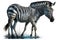 Full Body Zebra watercolor, Beautiful Animal in Wildlife. Isolate on white background