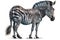 Full Body Zebra watercolor, Beautiful Animal in Wildlife. Isolate on white background