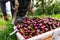 Full bucket of black sweet cherries