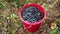 Full bucket of blueberries