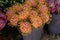 Full bucket of fresh cut orange Leucospermum cordifolium or nodding Pincushion flowers in a flower shop in autumn