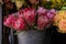 Full bucket of fresh cut pink King Protea flowers in a flower shop in autumn