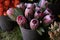 Full bucket of fresh cut pink King Protea flowers in a flower shop in autumn