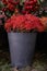 Full bucket of fresh cut red flowers Jatropha multifida, called coral plant at the greek flower shop in October.