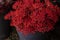 Full bucket of fresh cut red flowers Jatropha multifida, called coral plant at the greek flower shop in October.