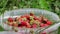 Full bucket of freshly picked strawberries in the summer garden.