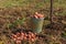 Full bucket of potatoes standing in the field. Pitchfork sticking out of the ground.