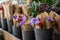 Full buckets of fresh cut beautiful colorful freesia flowers bouquets at the flowers shop in spring time.