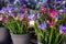 Full buckets of fresh cut beautiful freesia flowers in blue, purple, pink colors at the greek flowers shop in spring