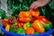 A full c of ripe fresh bell peppers. A woman\'s hand harvests peppers. Fresh Red Pepper Harvest Close Up