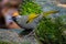 Full close up of Silver-eared Laughingthrush