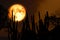 full cold blood moon on night sky and white cloud and silhouette cactus and desert plant tree