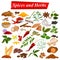 Full collection of aromatic Spices and Herbs used for cooking