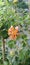 full color lantana bonsai flower
