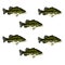 Full color large mouth bass pattern design