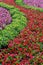 Full-color photo of a flower bed. Petunias, coleos, and flax are planted in curves and arcs.