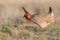 Full colored male prairie chicken booming for female