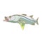 A full colored snook fish or robalo fish