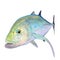 A full colored solo trevally fish or jack fish