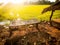 Full colour of the sun shines in green rice field