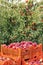 Full crate wooden crates of fresh apples. Farm harvesting, vintage style of harvest storage