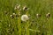 Full dandelion on a background of empty dandelions. The concept of strength