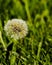 Full Dandelion seed head losing cohesiveness