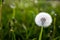 Full dandelion Taraxacum in a field full of dandelion flowers