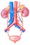 Full diagram of human kidney,