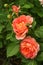 Full English roses and buds bloom on green summer foliage