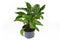 Full exotic `Calathea Concinna Freddie` house plant in plastic flower pot on white background