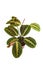 Full exotic `Maranta Leuconeura Fascinator` plant on white background