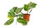 Full exotic `Maranta Leuconeura Kerchoveana` houseplant in flower pot on white background
