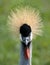 A full-face photograph of a grey crowned crane