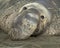 Full face portrait of a male northern elephant seal