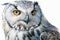 Full Face Snowy Owl watercolor, Beautiful Animal in Wildlife. Isolate on white background