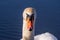 full-face swan head water drops splashes orange beak