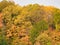 Full Fall Forest Landscape with Vibrant Mix of Autumn Leave Colors