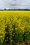 Full Farm Field of Mature Mustard Plants