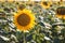 A full field of sunflowers on a bright sunny day